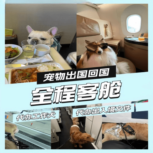 东莞市宠物托运到白俄罗斯宠物入境规定和要求